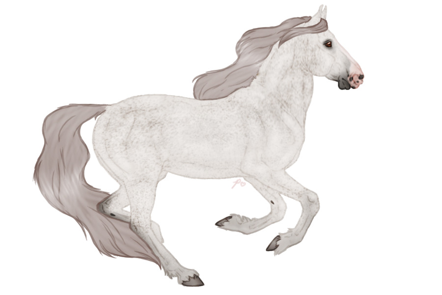 Seraeyn Mustang #009 | Flea-bitten Grey | CLOSED