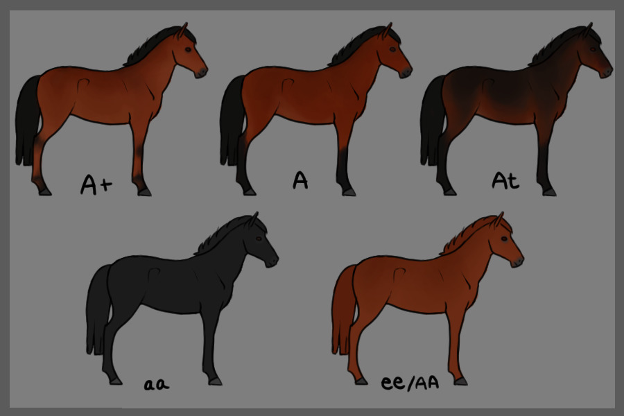 Horse Colour Genetics - Agouti