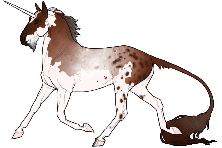 Fae: Red Roan Splash Overo Pintaloosa