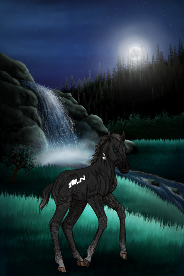 ~🌒~ #14 Midnight Stallions Foal ~🌒~
