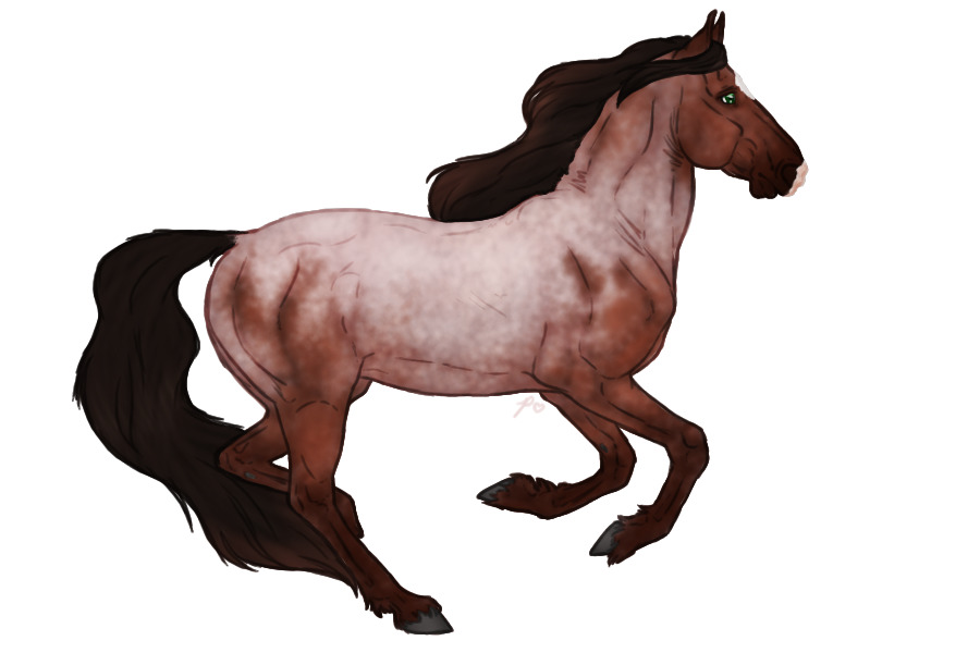 Seraeyn Mustang #016 | Bay Roan |