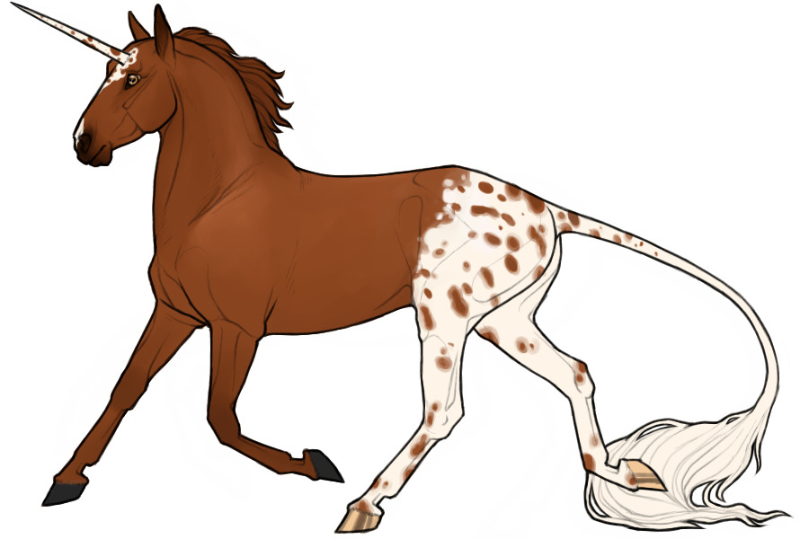 Fae: Chestnut Blanket Appaloosa