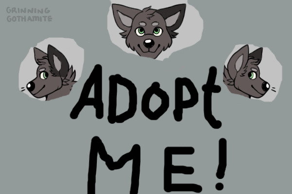 Adoptable new canine (one rare)