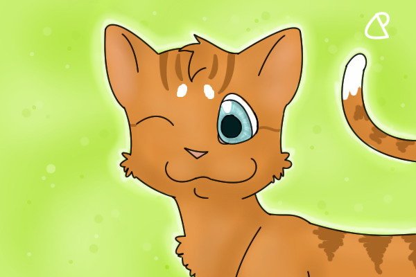 random cat!