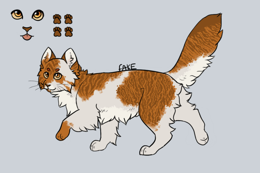 entry 2 - white / orange tabby