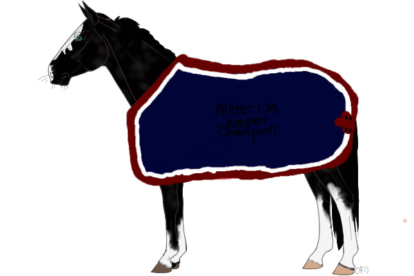 champion blanket