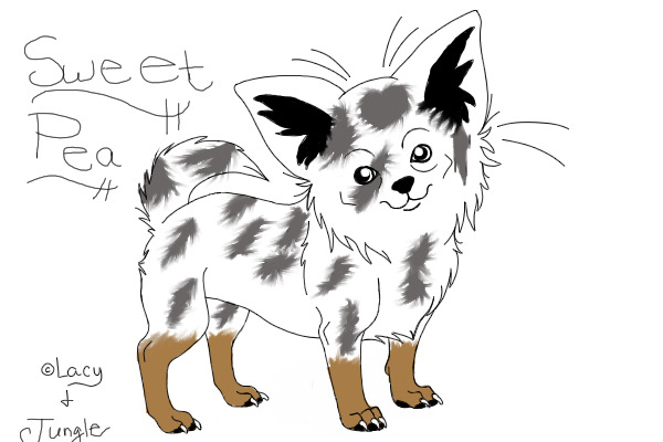 color in doggie