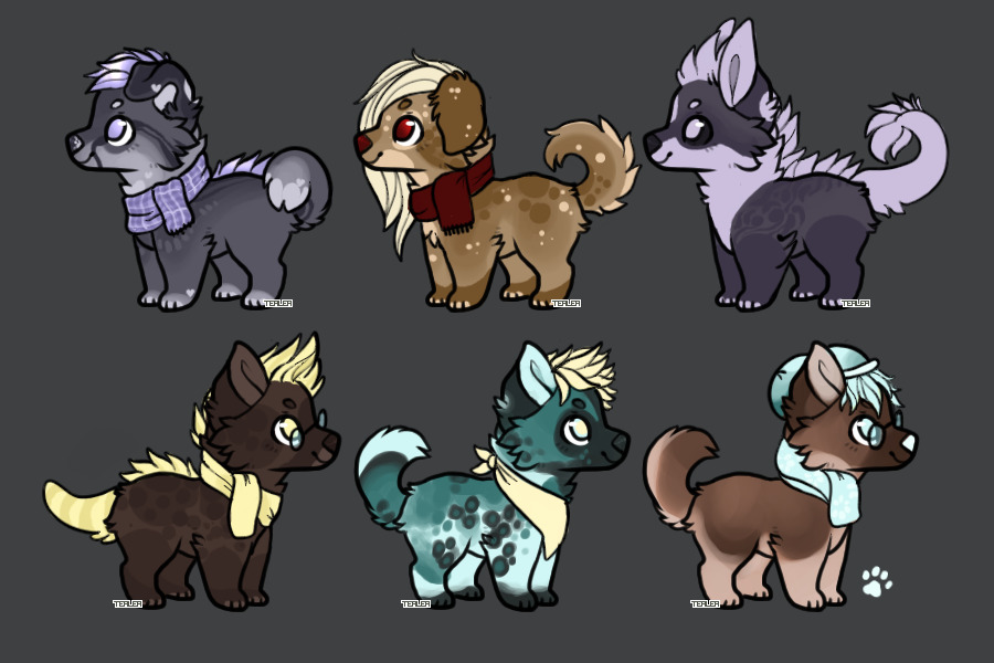 Pups for adoption!