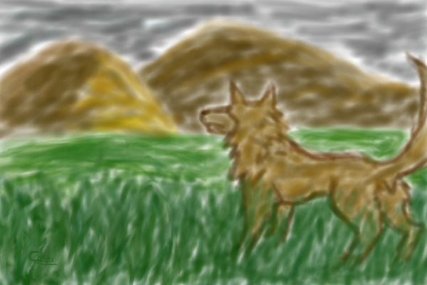 Wolf in the Grassland
