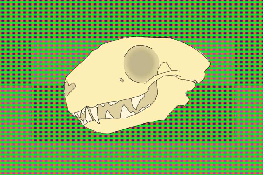 sketchy skunk skull