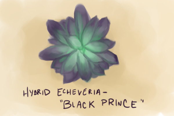 "black prince" echeveria