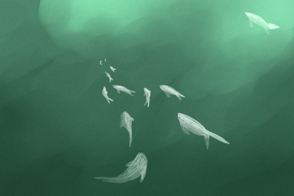The Ocean