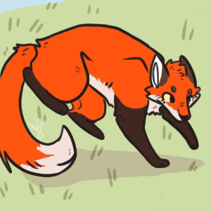 Hollyfox Dog