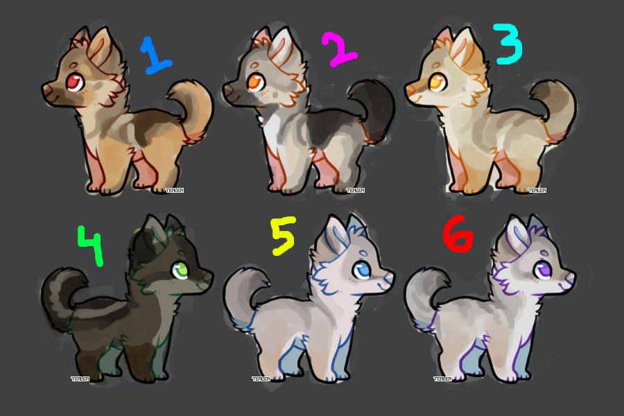 canid adopts