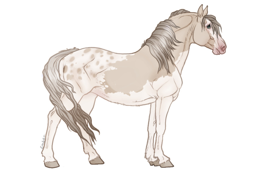 #849 Cream Pearl Pintaloosa