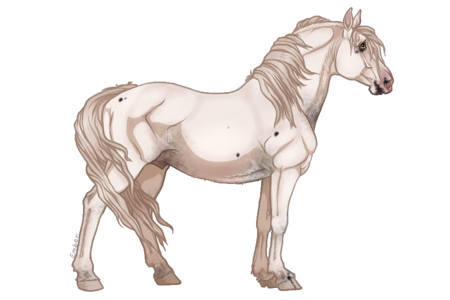 #861 - black fewspot appaloosa