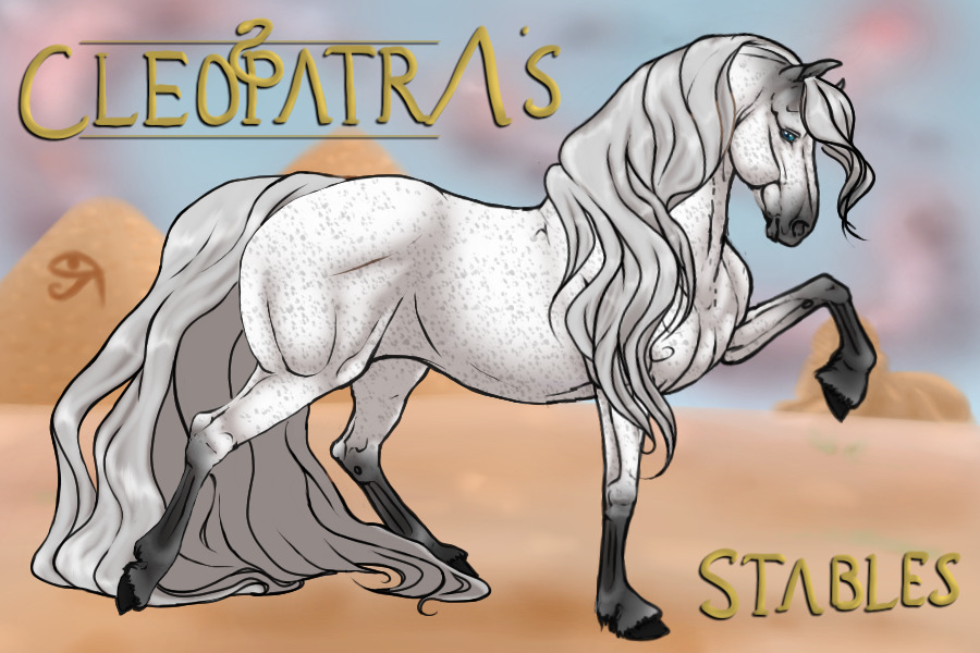 CSA #0003 - Dappled Grey Adopt