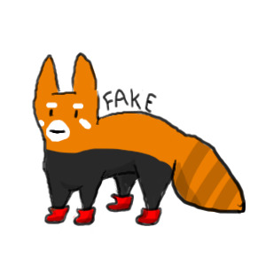 Sock Foxes Entry