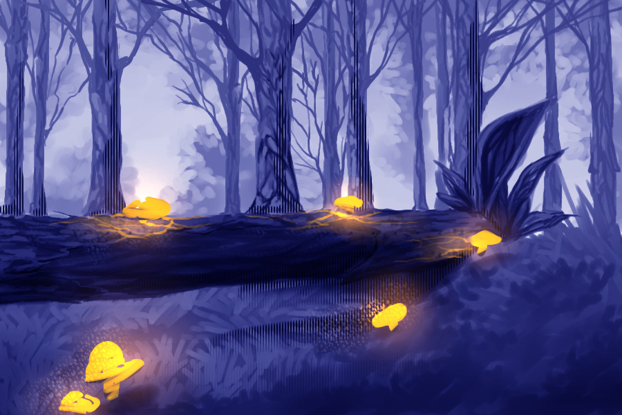 forest practise