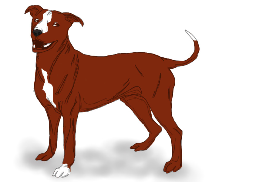 CSKC - American Staffordshire Terriers