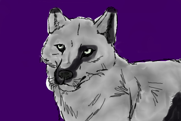 Grey wolf
