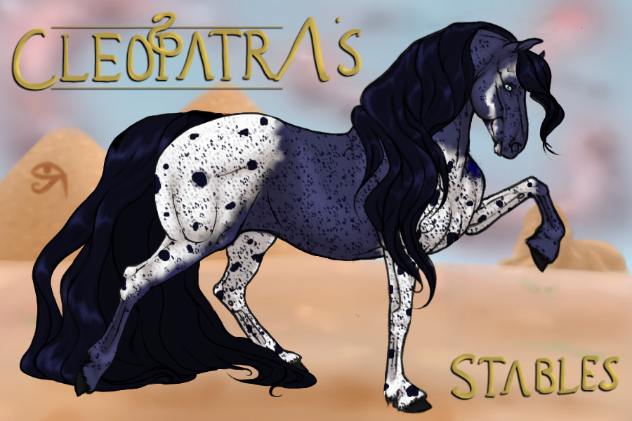 Blue Roan Badger Face Pintaloosa