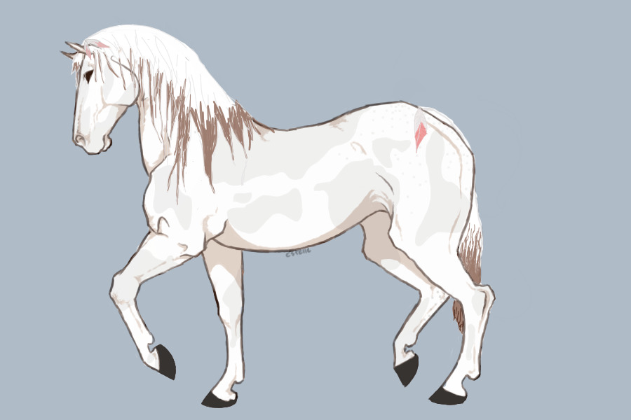 Horse Adoptable