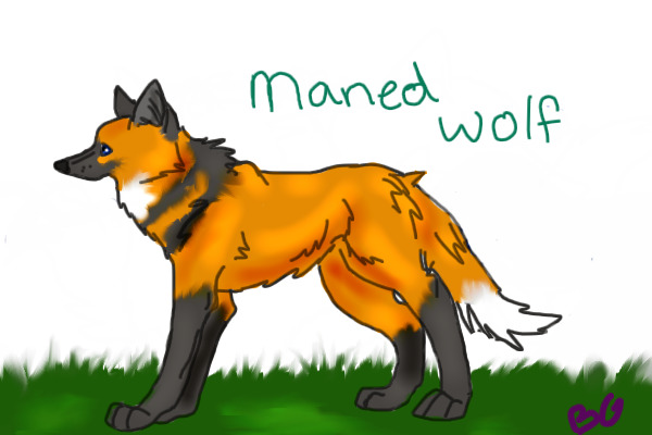 Maned Wolf