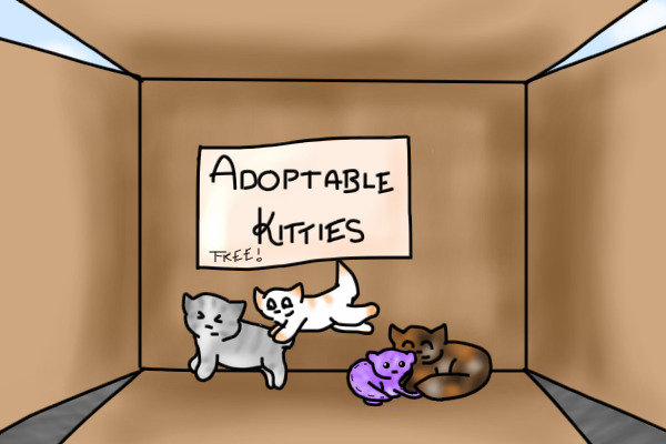 Free adoptable kitties!