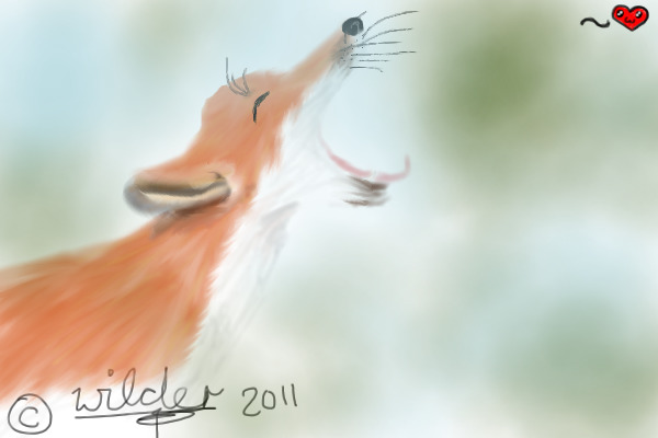 Yawning Fox