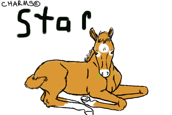 sorrel colt