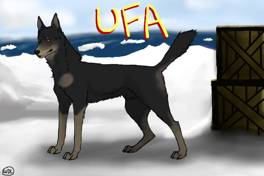 MQ sled dog #13 || Thunder