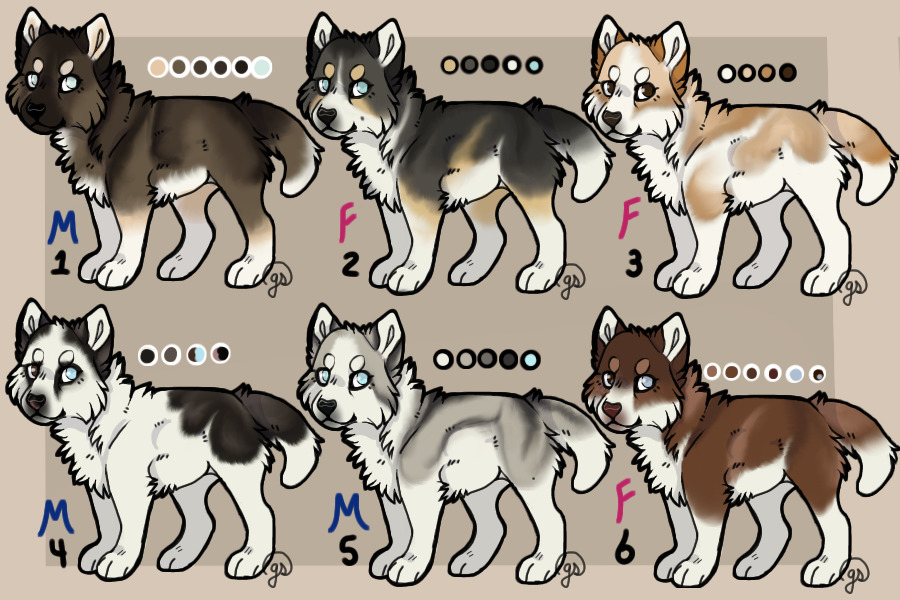 BEK's Home for Huskies: A Breeding Shop! CLOSED