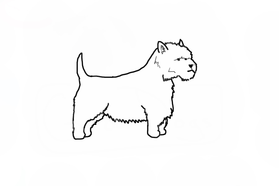West highland terrier