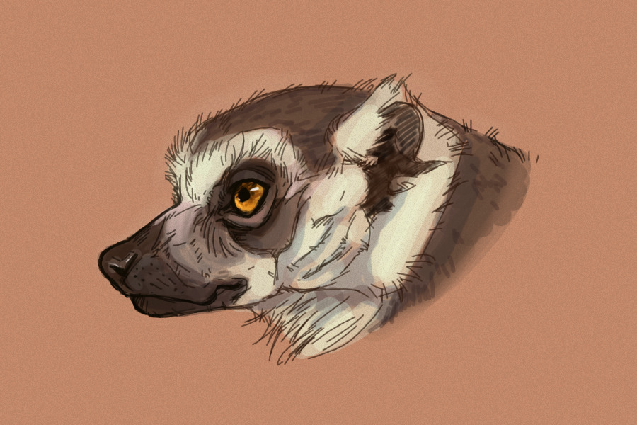 Ring Tailed