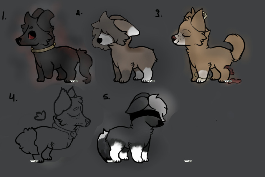 Dog adopts -open-