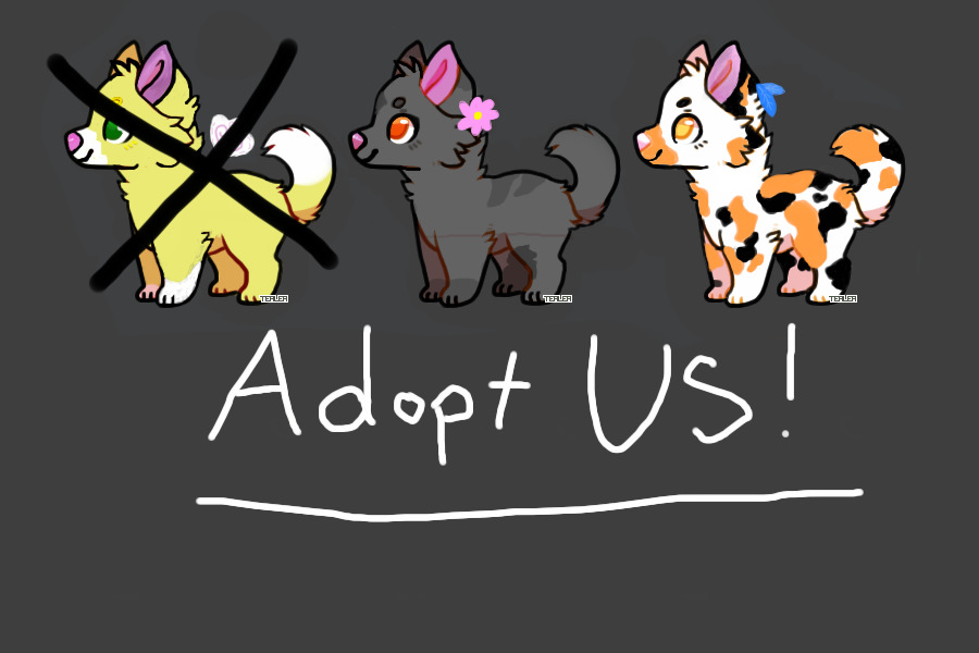 Adopt These Cuties!