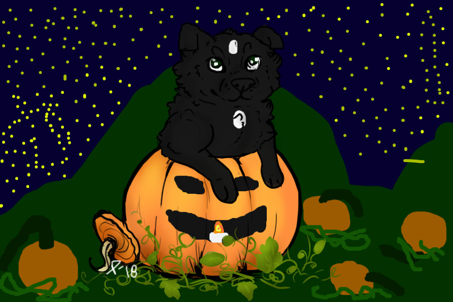 Starry Night in the Pumpkin Patch