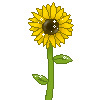 sunflower feelings,