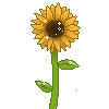 sun flower (darker).