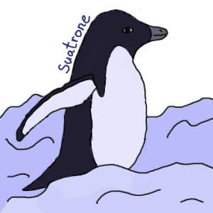 Adélie-Penguin