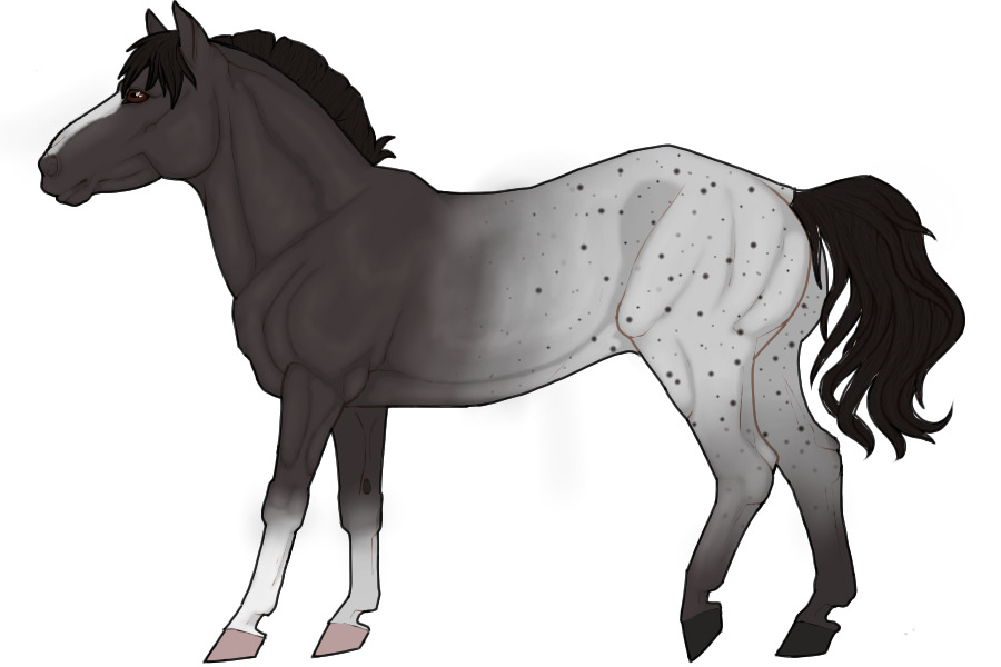 New Horse Adopts?