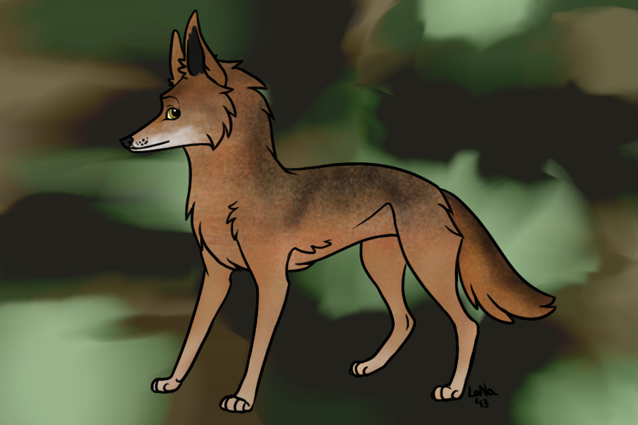 Tucker - Coyote