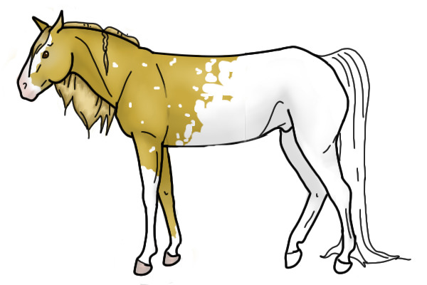 Appaloosa