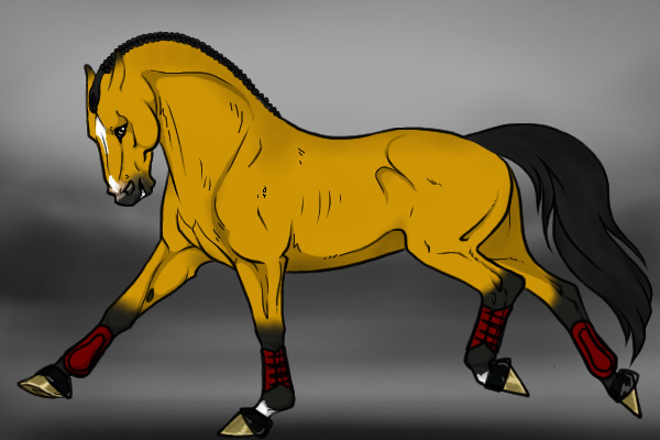 Buckskin English Prospect