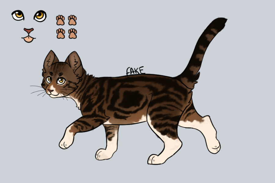 Brown Classic Tabby with white