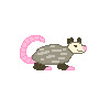 opossum_right