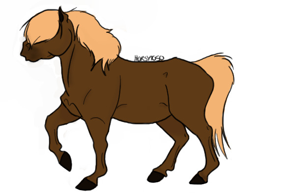 Shetland Pony
