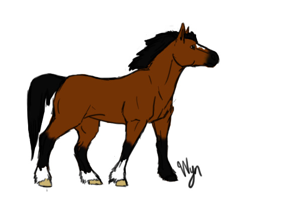 Mustang Mix Pony