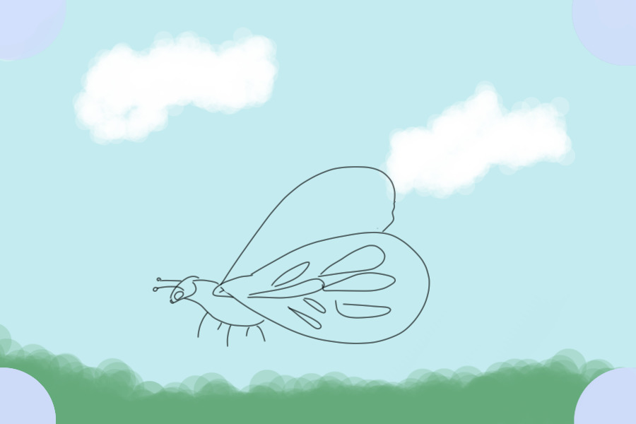 Draw my butterfly species